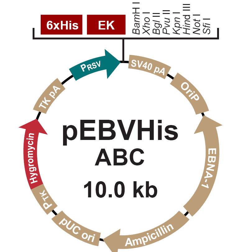 pEBVHisC载体图谱
